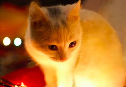 Come ridurre lo stress dei gatti 